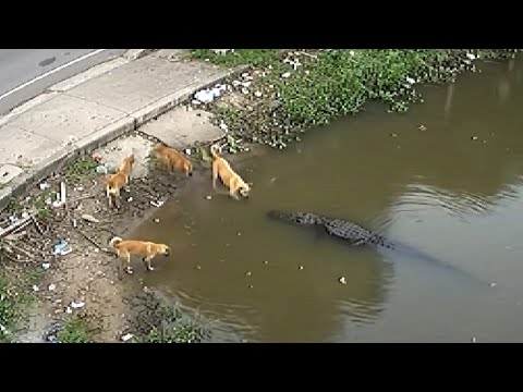 Animals in Action – Shocking Real-Life Moments