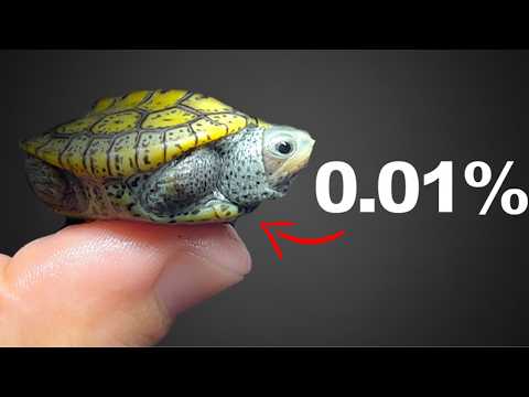 Raising These Baby Turtles Was (almost) Impossible