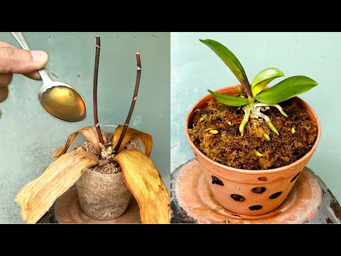 Chỉ  1 Thìa Làm Mọi Phong Lan Thối Lập Tức Hồi Sinh Theo Cách Dễ Này