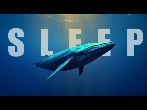 Sleep to the Story of Blue Whales | ASMR & Underwater Ambience With Whale Sounds