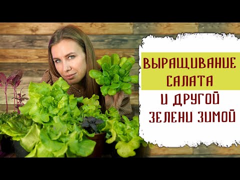 Growing lettuce and other greens at home in winter