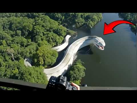 Les Plus Grands Animaux De Leur Espèce Filmés Par Caméra