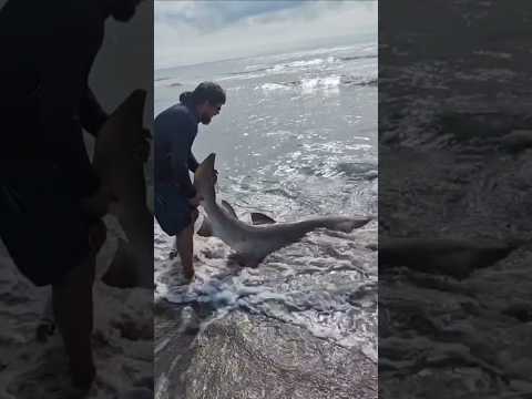 Catching a big shark from the beach