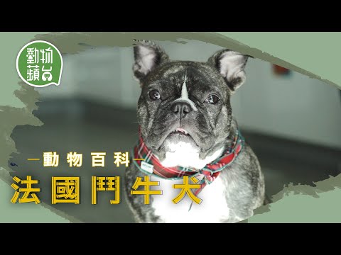 法國鬥牛犬｜貪玩法鬥犬扁面樣炎夏易中暑 先天易難產不宜繁殖 #動物百科 #動物蘋台─果籽 香港 Apple Daily─原刊日期：20210603