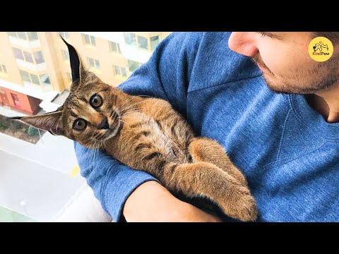 No One Expected a Wild Caracal to Trust a Human Until This Happened