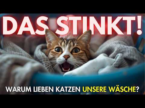 Warum Katzen unsere Dreckwäsche lieben