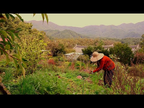 Mountain village life in late autumn is so delicious~!!