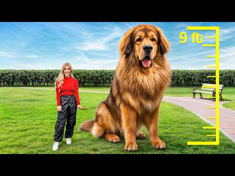I Adopted The World's Largest Dog!