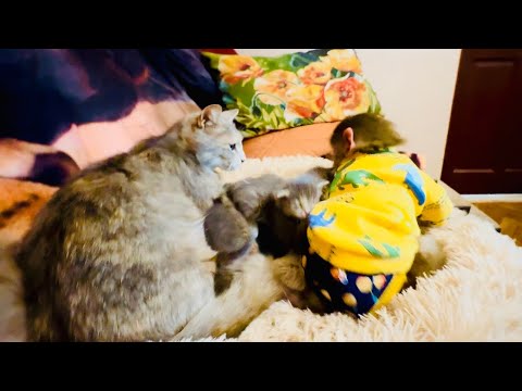 Вам ПОМОЧЬ, или НЕ МЕШАТЬ? Маня освоилась с котятами и хочет помочь кошке МоноЛизе за ними ухаживать