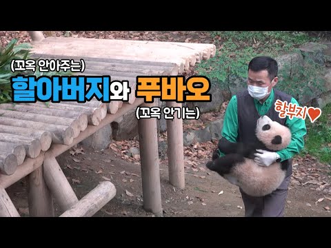 ★에버랜드 판다월드★ "할부지 좋아" 강철원 사육사한테 매달려 다니던 꼬꼬마시절 푸바오! 그리고 육아만렙 아이바오의 딸래미 재우는 고급 스킬 Baby Panda Fu Bao