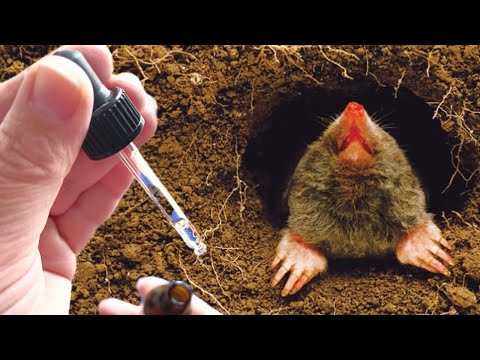 JUST 1 DROP AND THE MOLE WILL RUN AWAY! The Best Natural Methods!