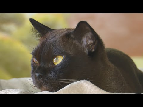 Кошачья логика: европейская бурма и секреты здорового питания для пушистиков