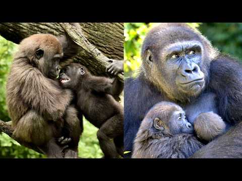 Gladys the Gorilla: From Rejected Baby to Titanium Cast & Motherhood