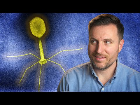 Can Phages Save Us From Superbugs?