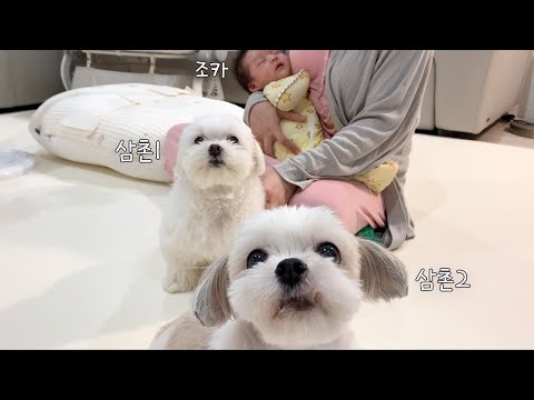 삼촌이 된 강아지들