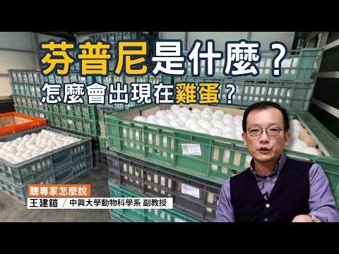 芬普尼雞蛋是怎麼產生的？吃進去對我們會有什麼影響嗎？｜ft.中興大學動物科學系副教授 王建鎧 ｜公視我們的島【聽專家怎麼說】