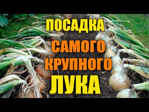 HOW TO PLANT EXHIBITION ONION SEEDLINGS!