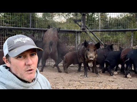 Most STRESSFUL week EVER of wild hog jobs. I NEED help!!!