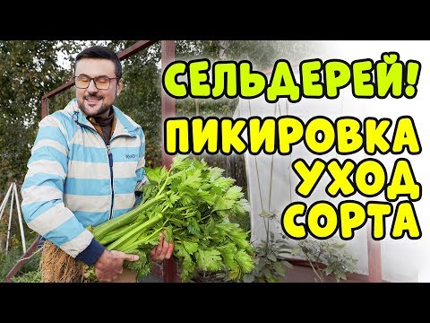 СЕЛЬДЕРЕЙ! ПИКИРОВКА. УХОД. СОРТА