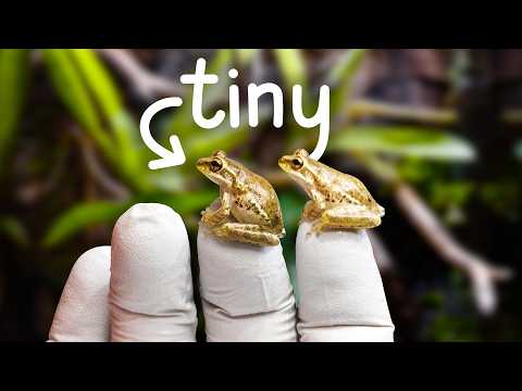 My Frogs Needed a Home, so I Made Them a Jungle