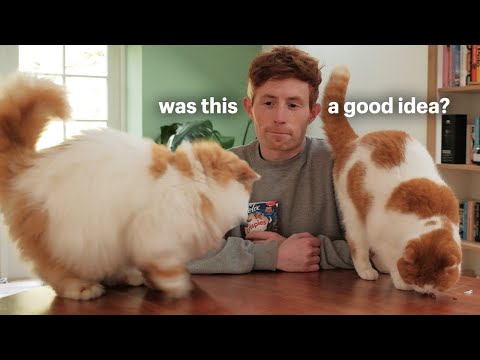 Should You Get a Second Cat?