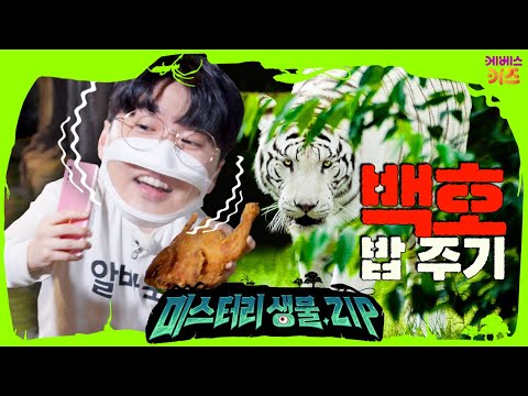 후덜덜... 무시무시한 백호랑이 밥 주기ㅣ백호랑이ㅣ동물원ㅣ미스터리생물집ㅣ꾹tvㅣKBS 220609 방송