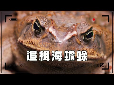 【外來種入侵】追緝海蟾蜍│世界百大入侵外來種 (我們的島 1140集 2022-01-17)