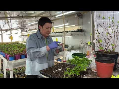 Cuttings are a new thing. Your cuttings will never rot. The season is open. February 24.