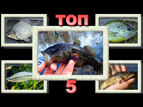 TOP-5 pest fish of Ukrainian reservoirs | Where they live, facts and features of fishing 🎣🐟