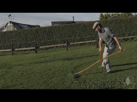 Austrian Fux scythe on lawn: October