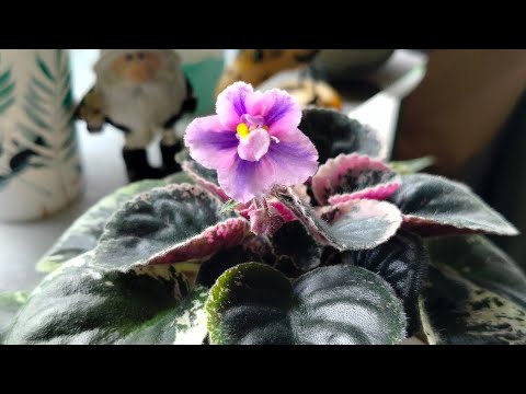 Большой обзор Мини фиалок🌺🌺🌺Емкости для фитильного полива,какими пользуюсь я☺️