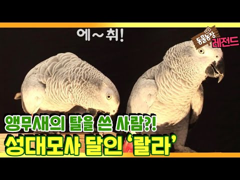 [TV 동물농장 레전드] ‘성대모사 달인, 앵무새 랄라’ 풀버전 다시보기 I TV동물농장 (Animal Farm) | SBS Story