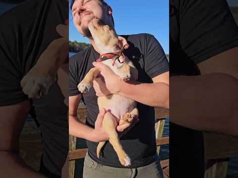 And with that the 2024 season comes to an end #shorts #2024recaps #dogrescue #2024 #puppy #kitten