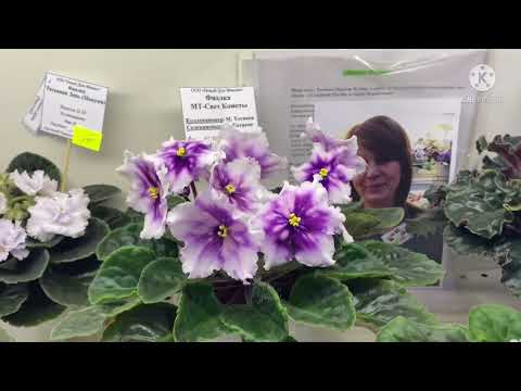 Выставка в Доме Фиалки с 6 апреля. Много новинок!