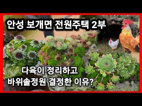월동못하는 다육이 정리합니다. 월동하는 바위솔로 정원을 꾸미고 겨울에 들이지 않고 밖에 그냥둘꺼예요. 전원주택 이렇게 꾸미자