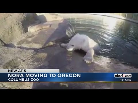 Nora the Polar Bear being moved to Oregon Zoo