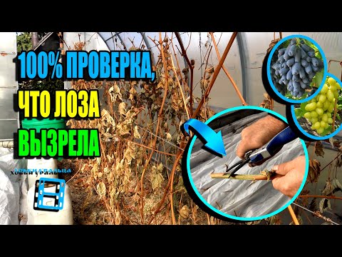 100% ПРОВЕРКА ВИНОГРАДНОЙ ЛОЗЫ НА ВЫЗРЕВАНИЕ. СЕВЕРНЫЙ ВИНОГРАДНИК 22-41