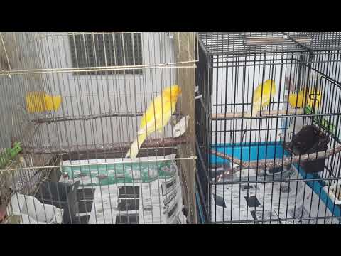 Образование пары у канареек!