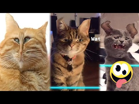 Best Funny Cat and Dog Fails #4 | Try Not To Laugh 2025