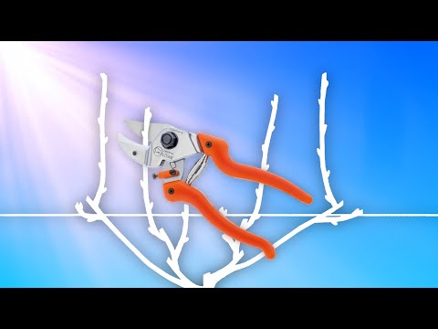 Pruning and shaping table grapes of young and mature bushes ✂️