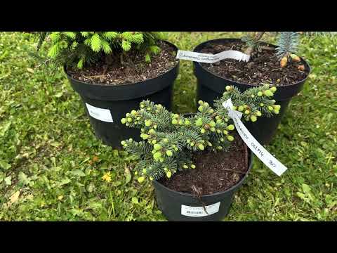 Большое пополнение коллекции хвойных