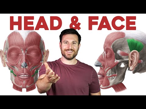 How to Remember Every Muscle in the Head and Face | Corporis