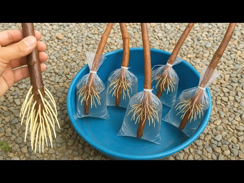 ANY PLANT ROOTS 100x faster (Quick technique without spending anything)
