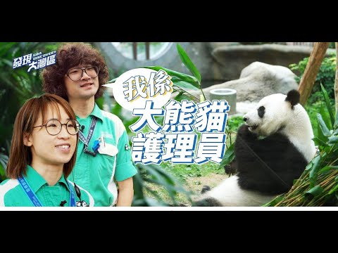 “香港熊貓奶爸”成內地網紅，分享熊貓日常人氣暴漲！大熊貓在香港的生活究竟如何？ #熊貓 #panda