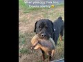The dog came home with a new friend#funnydog #funnyvideos #funny #dog #foryou #usa🇺🇸 #fyp