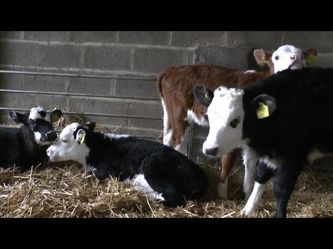 BABY CALVES AND SHEEP SEEN HERE AT A FARM NEAR DARTMOUTH UK SOUTH DEVON