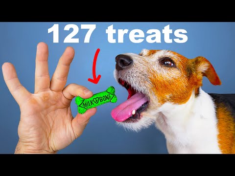 I Crushed Every Dog Treat Into One Treat