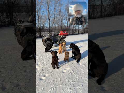 Is Your Dog Too Cold? #shorts #labrador #jackrussellterrier