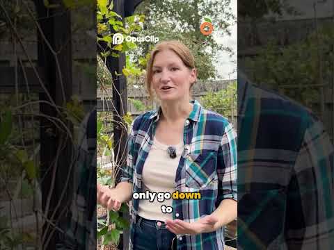 SUPER Cold Hardy Satsuma #citrustree #growingfruit #containergardening #fruitgardening