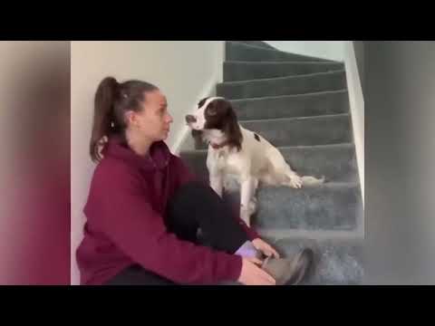 Tente não rir com esses animais mais engraçados